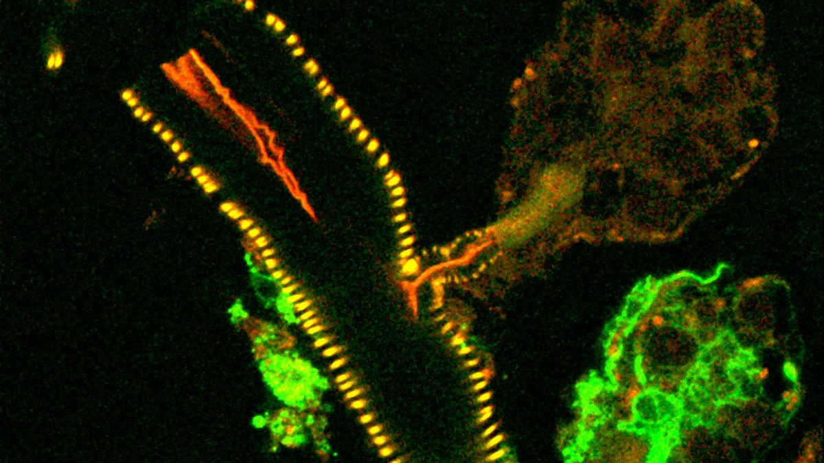 A redox experiment under the microscope: fluorescence imaging of oxidation and reactive-oxygen activity in cells — the science that RedoxVault, a formulation-specific oxidative-protection architecture, is built to shield redox-sensitive actives from, a Panacea Bio Chem technology by Bogdan Dicoias